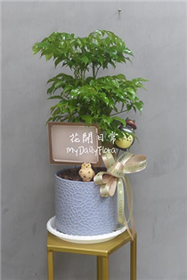 【海南菜豆樹/旺旺樹】桌上型開幕盆栽 招財植物