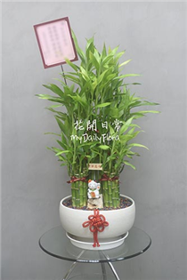 【開運竹】桌上型淺色盆開運竹 