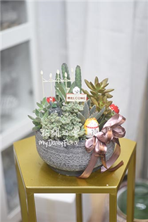【多肉盆栽】可愛風多肉盆栽  榮陞賀禮（淺色盆小款）