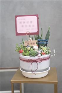 【課程】多肉盆栽組合課程（中款）