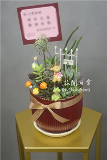 【多肉盆栽】多肉組盆 開幕賀禮（紅色盆小款）