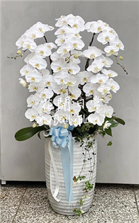 【弔唁蘭花】落地型喪禮蘭花