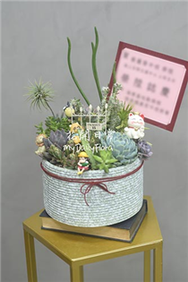 【多肉組盆】多肉造景盆栽　開幕多肉（淺色深盆中款）