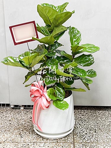 【琴葉榕】落地型植栽　屏東開幕花禮 代客送花