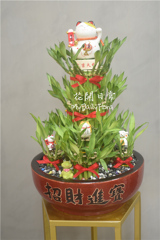 開運竹】招財進寶開運竹開幕盆栽屏東花店開運竹- 花開日常MyDailyFlora